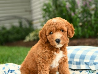 Miniature Labradoodle dogs - Ad 27