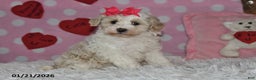 Lhasapoo dogs for sale: Pansy - Ad 3