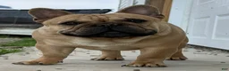 French Bulldog dogs for sale: Toi - Ad 4