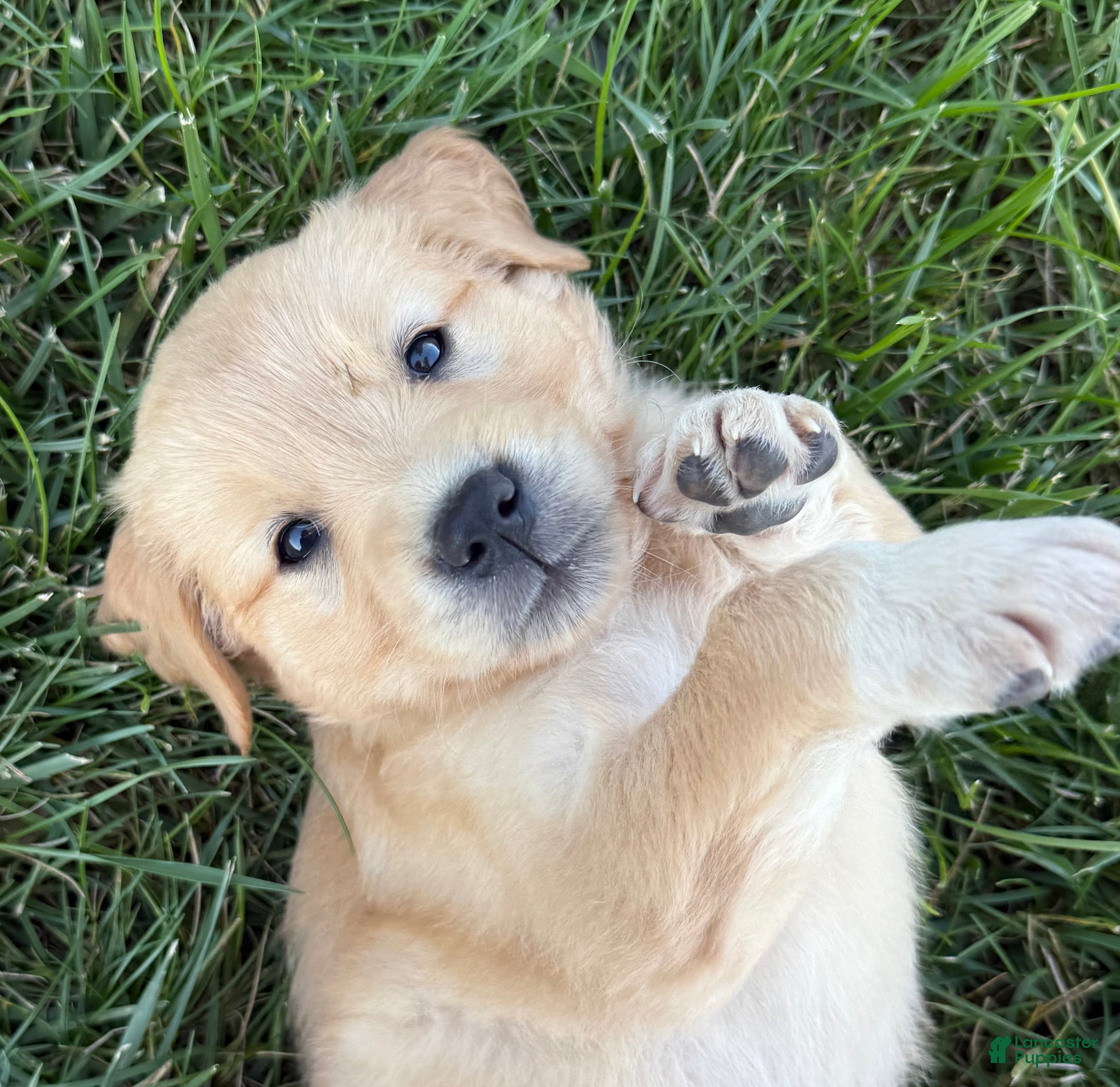 Golden Retriever dogs Black collar  - Ad 17