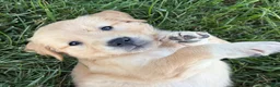 Golden Retriever dogs for sale: Black collar  - Ad 1