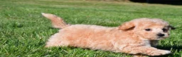 Bichpoo dogs for sale: tanner - Ad 4