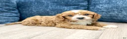 Cavapoo dogs for sale: Alex - Ad 8