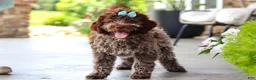 Lagotto Romagnolo dogs for sale: Maisie - Ad 7