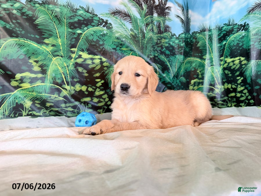 Golden Retriever dogs Cindy - Ad 1