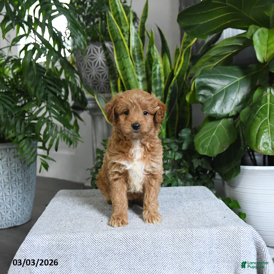 Mini Goldendoodle dogs for sale: Bailey - Ad 5