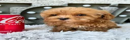 Cavapoo dogs for sale: Apple - Ad 5