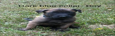 Belgian Malinois 2