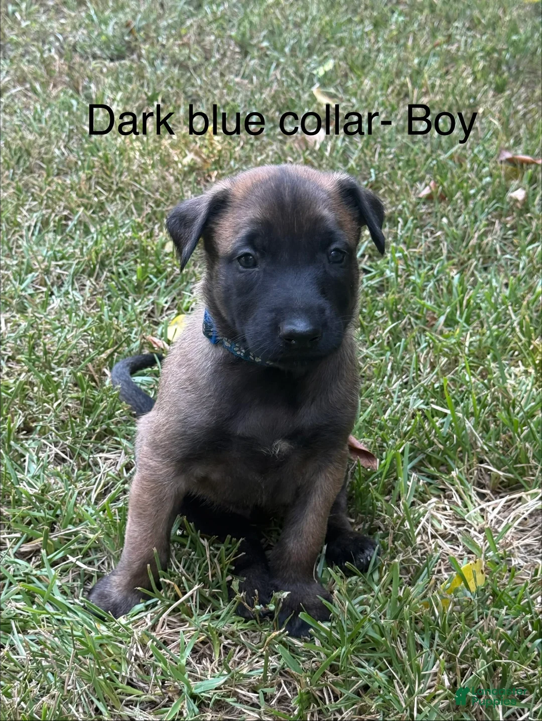Belgian Malinois dogs for sale: Belgian Malinois 2 - Ad 1