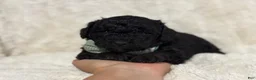 Mini Aussiedoodle dogs for sale: Oscar - Ad 4