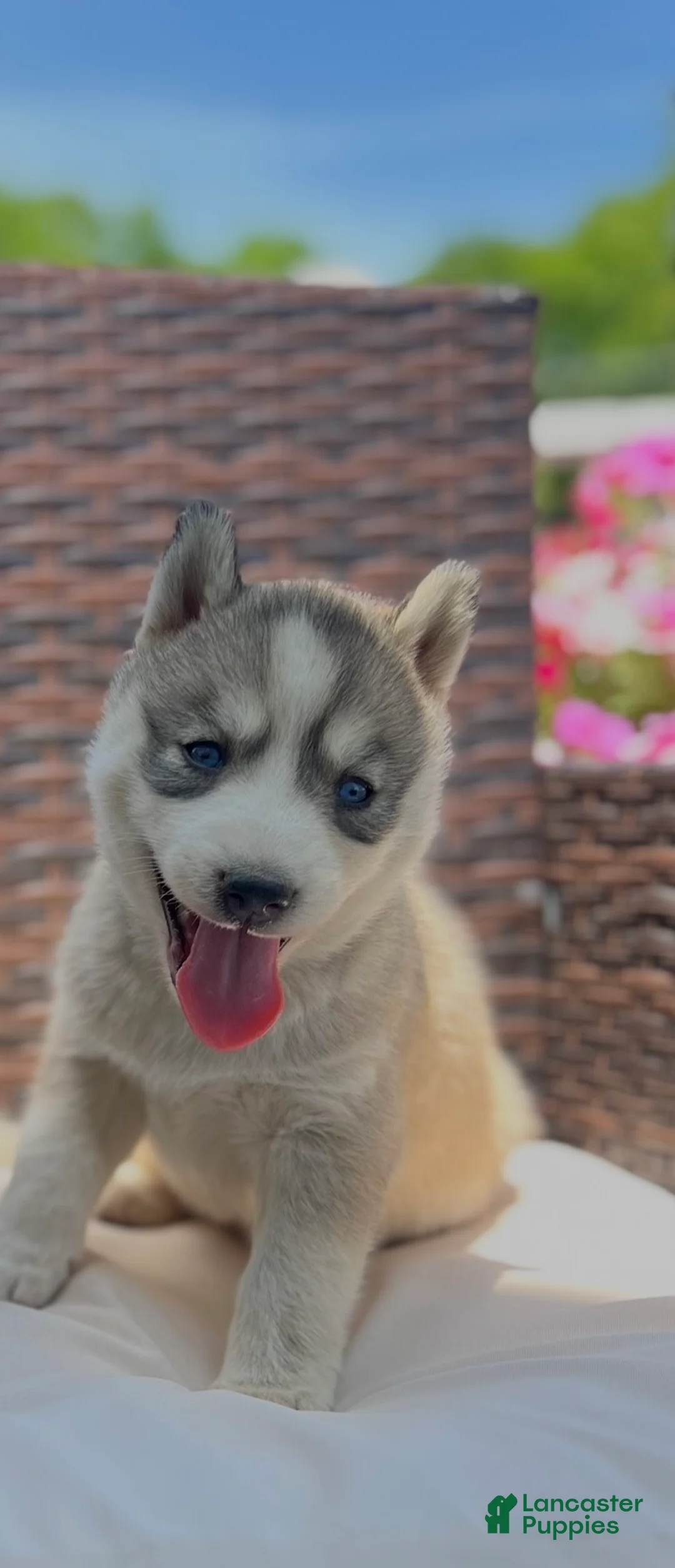 Siberian Husky dogs for sale: Maya  - Ad 1