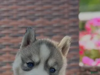 Siberian Husky dogs for sale: Maya - Ad 3