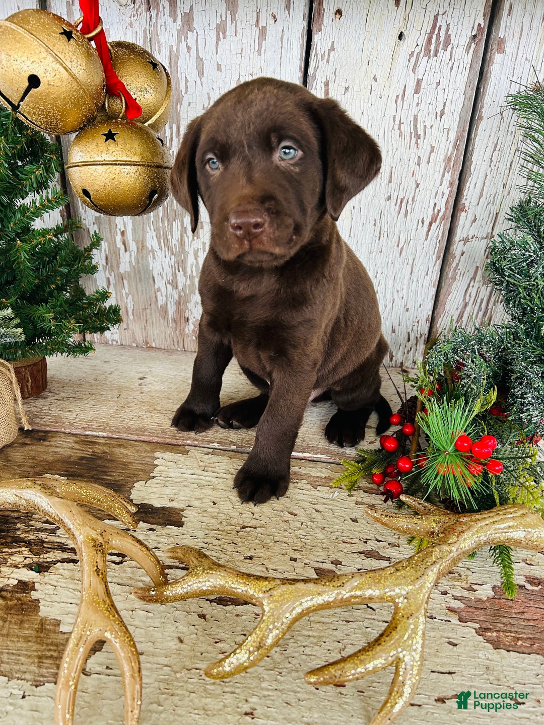 Labrador Retriever dogs for sale: Prancer - Ad 8
