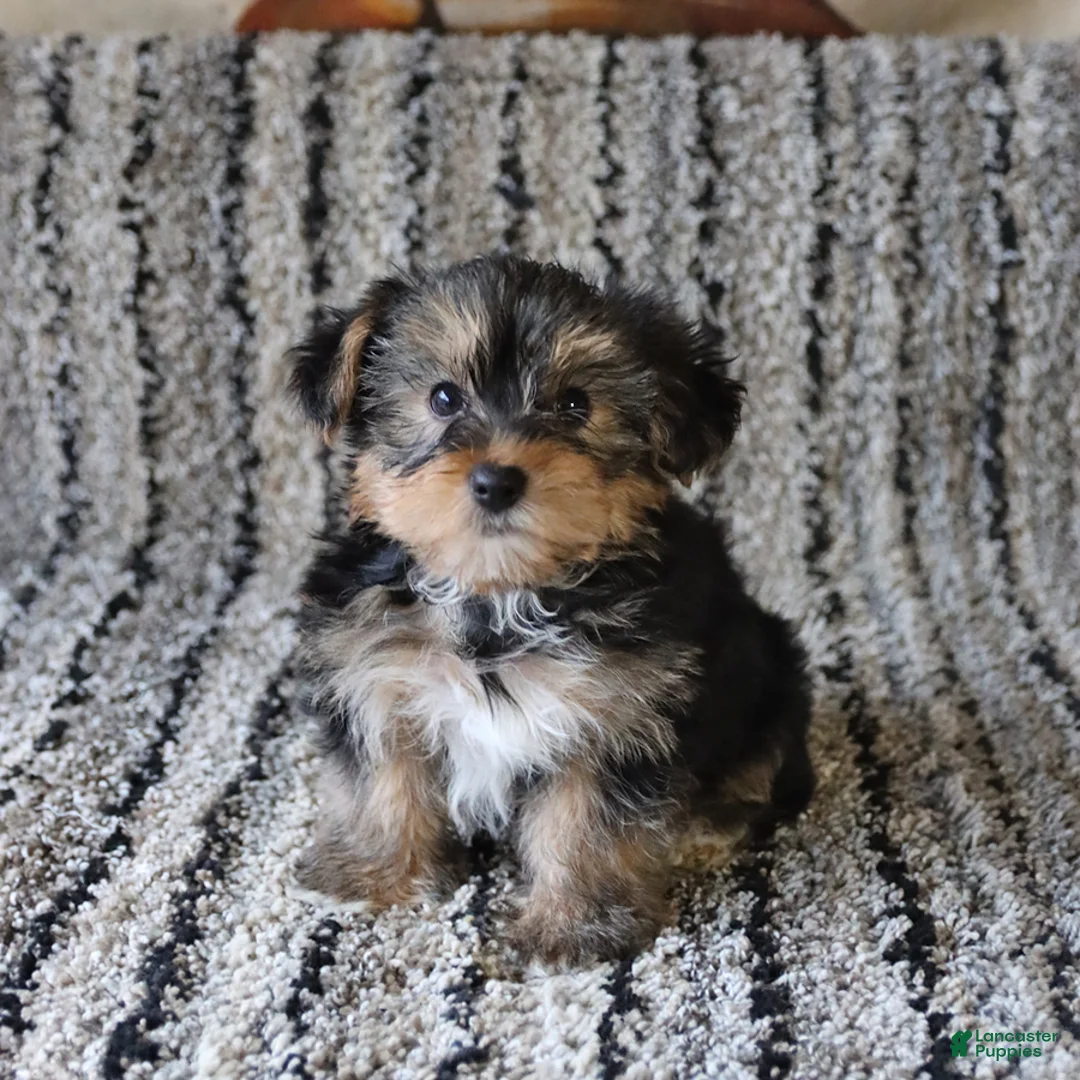 Yorkshire Terrier dogs for sale: Tucker - Ad 1