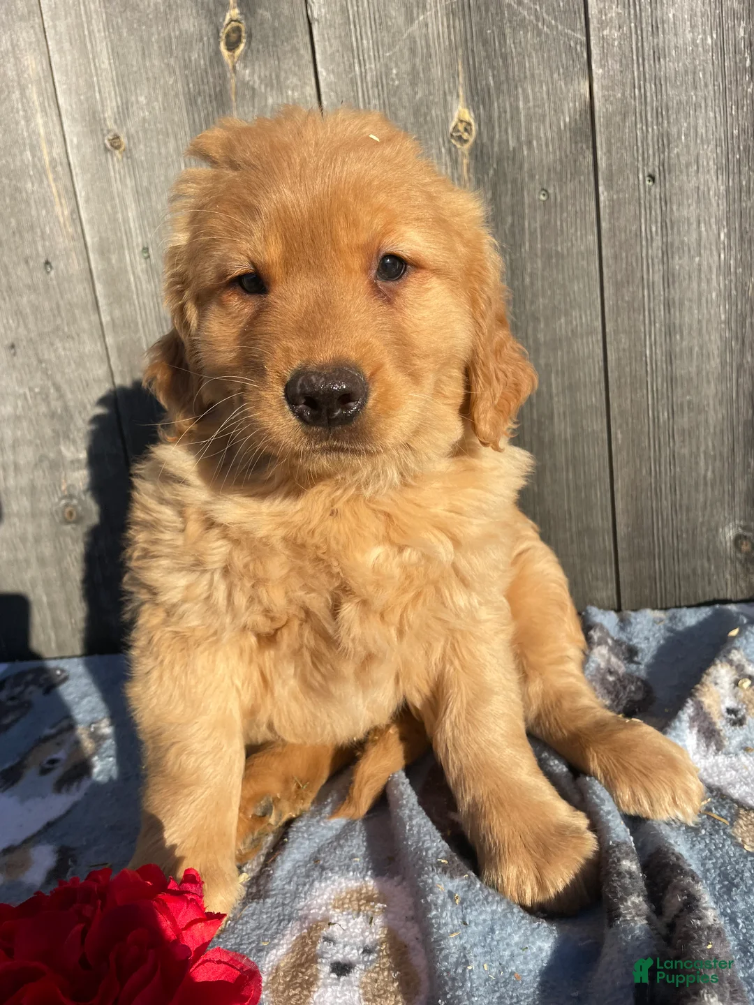 Golden Retriever dogs for sale: Jackson - Ad 2