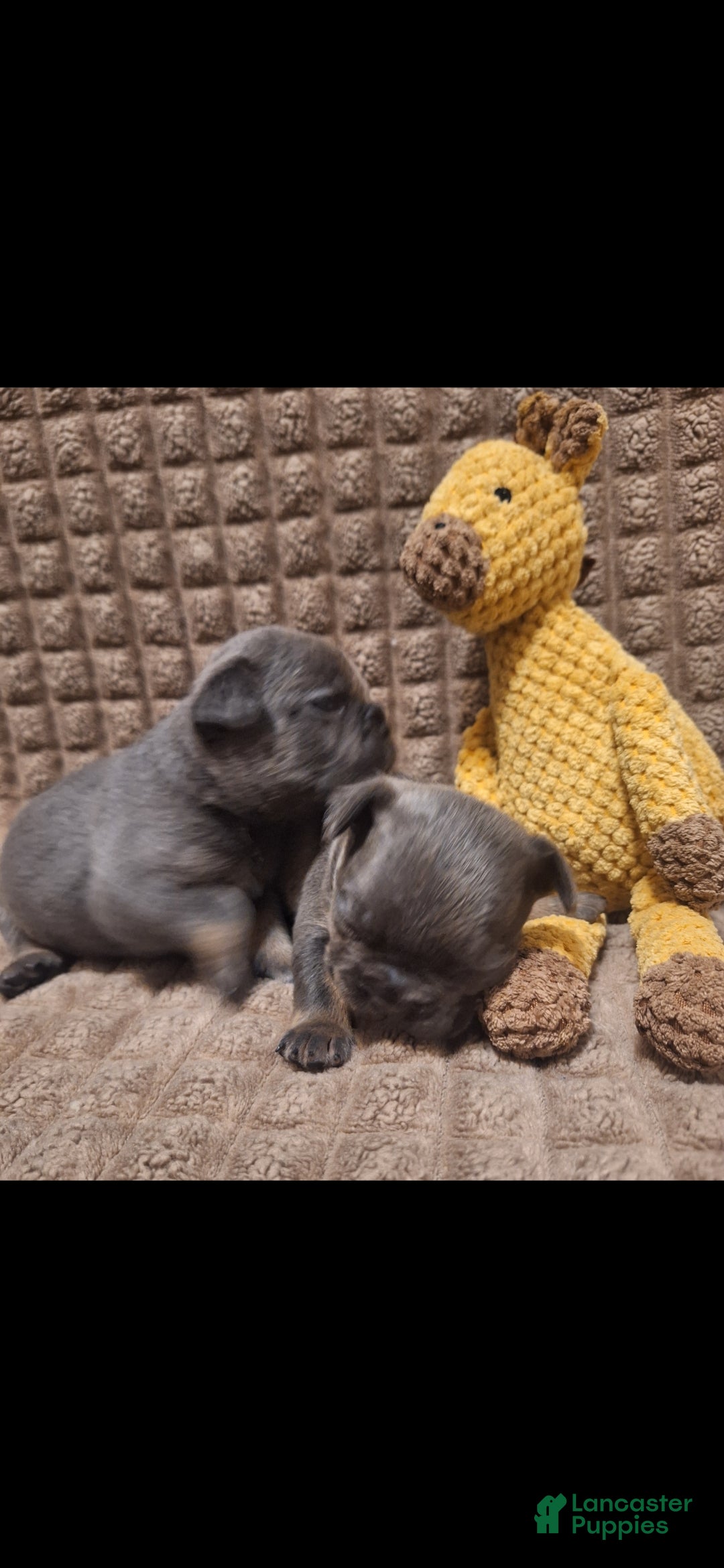French Bulldog dogs French Bulldog Puppy 1 - Ad 15