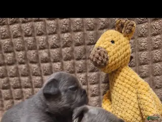 French Bulldog dogs French Bulldog Puppy 1 - Ad 22