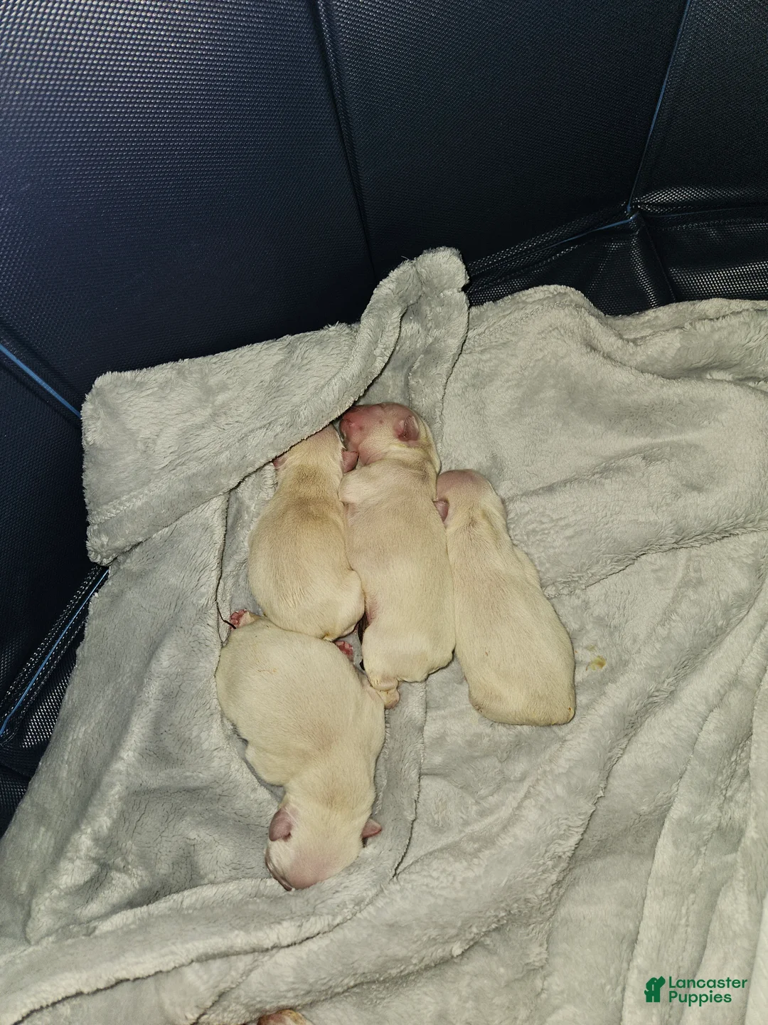French Bulldog dogs for sale: French Bulldog 4 - Ad 8