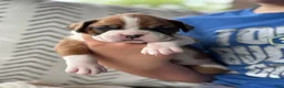 Boxer dogs for sale: Stella - Ad 7