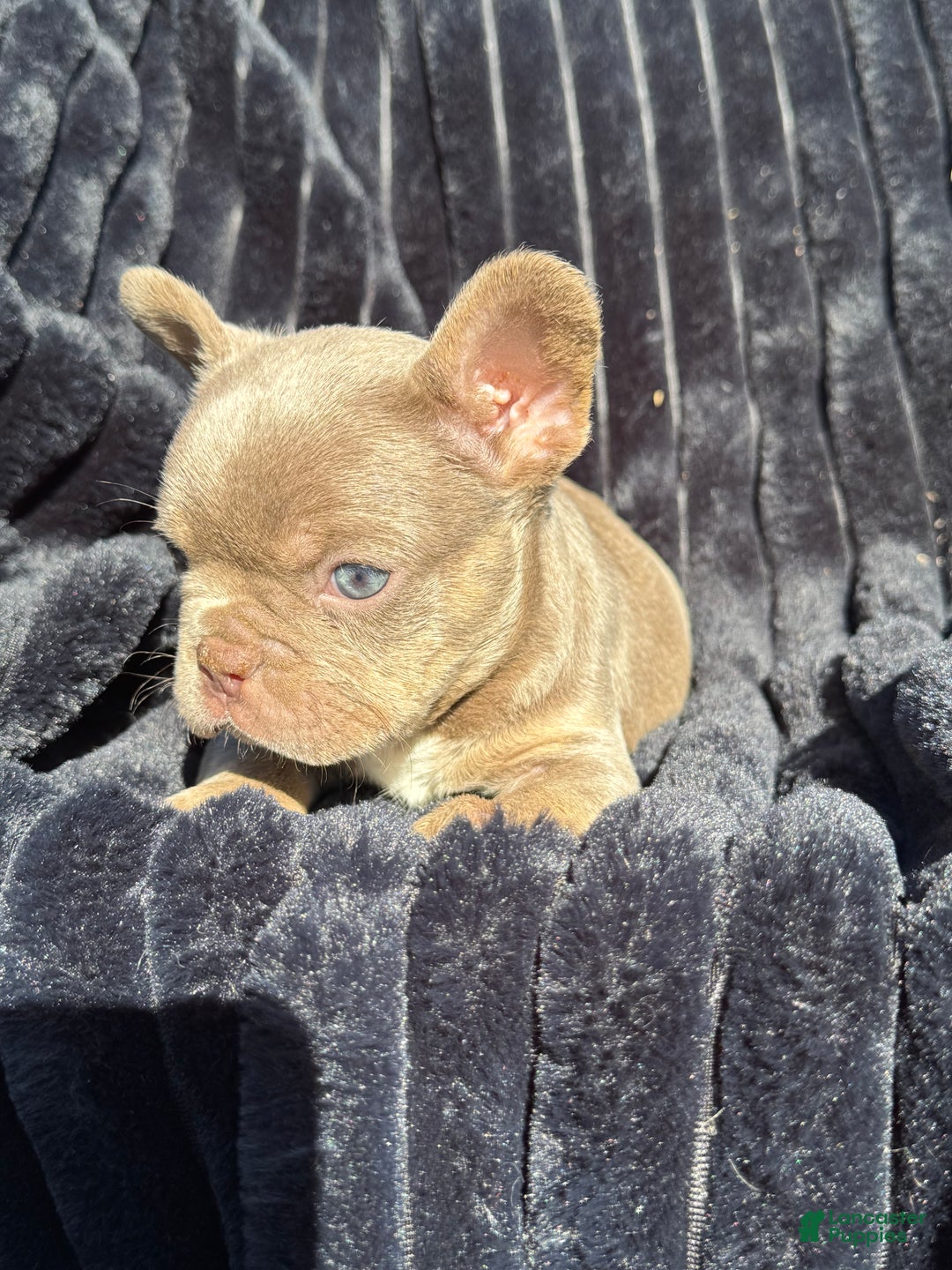 French Bulldog dogs for sale: French Bulldog Puppy 3 - Ad 6