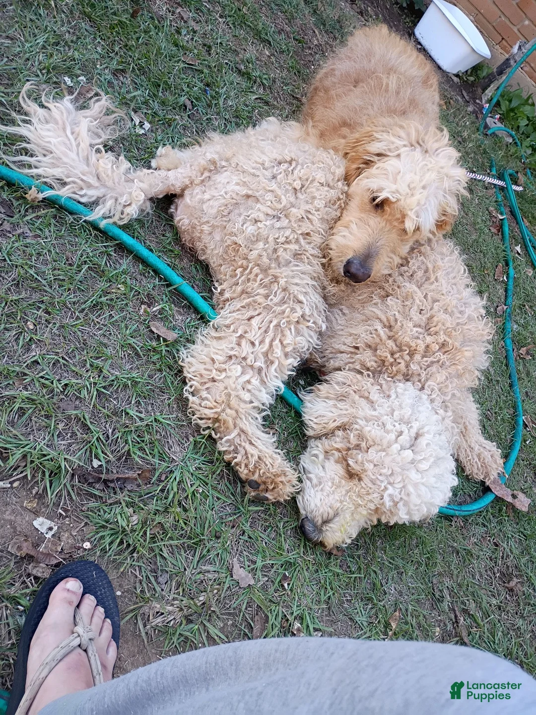 Goldendoodle dogs for sale: 🩵 light blue  - Ad 14