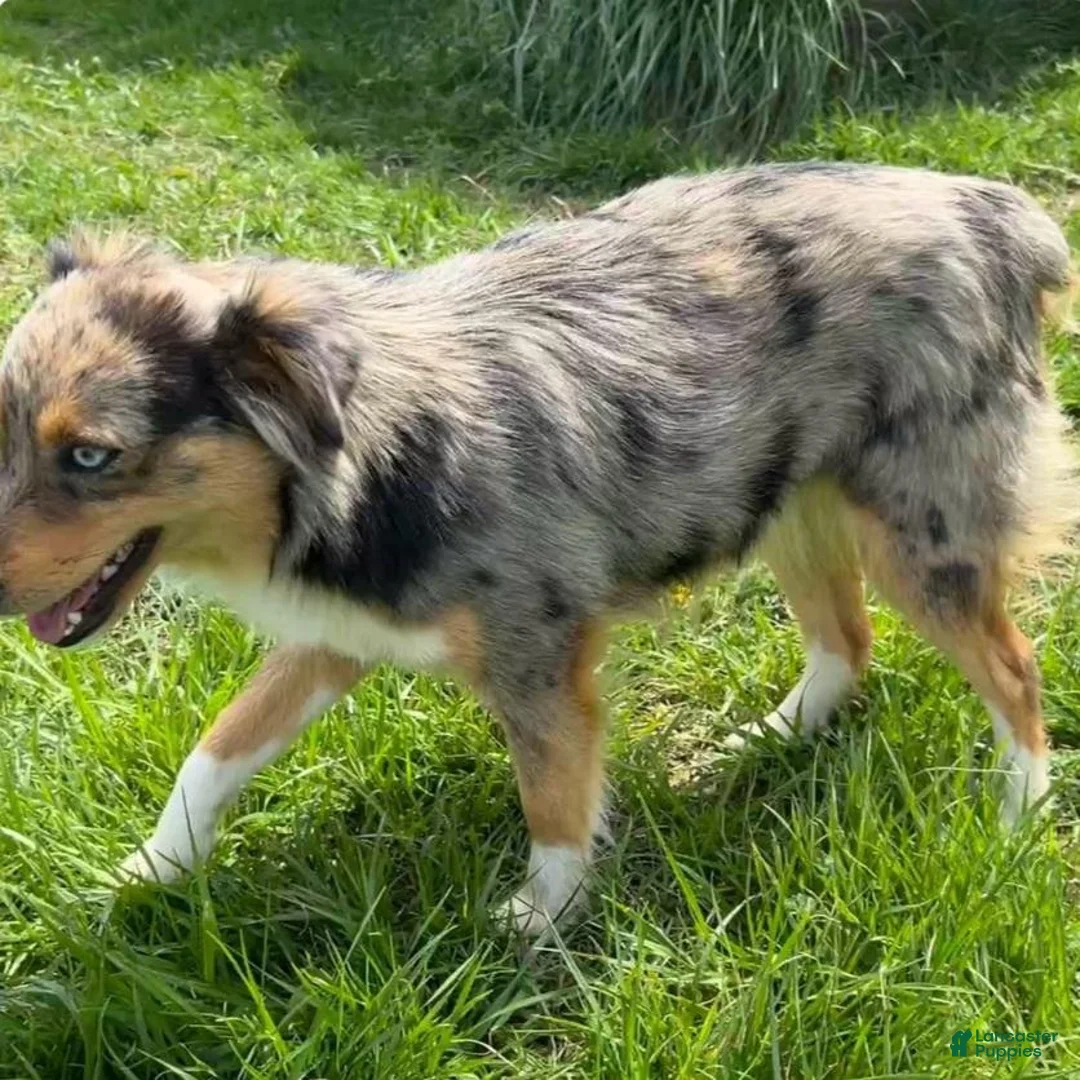 Toy Australian Shepherd dogs for sale: Toy Australian Shepherd 1 - Ad 5