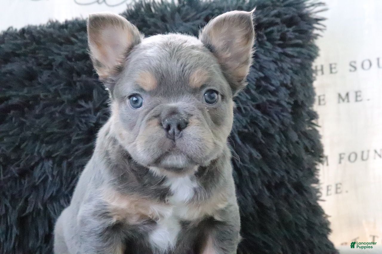 French Bulldog dogs Jasmine - Ad 2