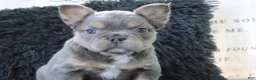 French Bulldog dogs for sale: Jasmine - Ad 2