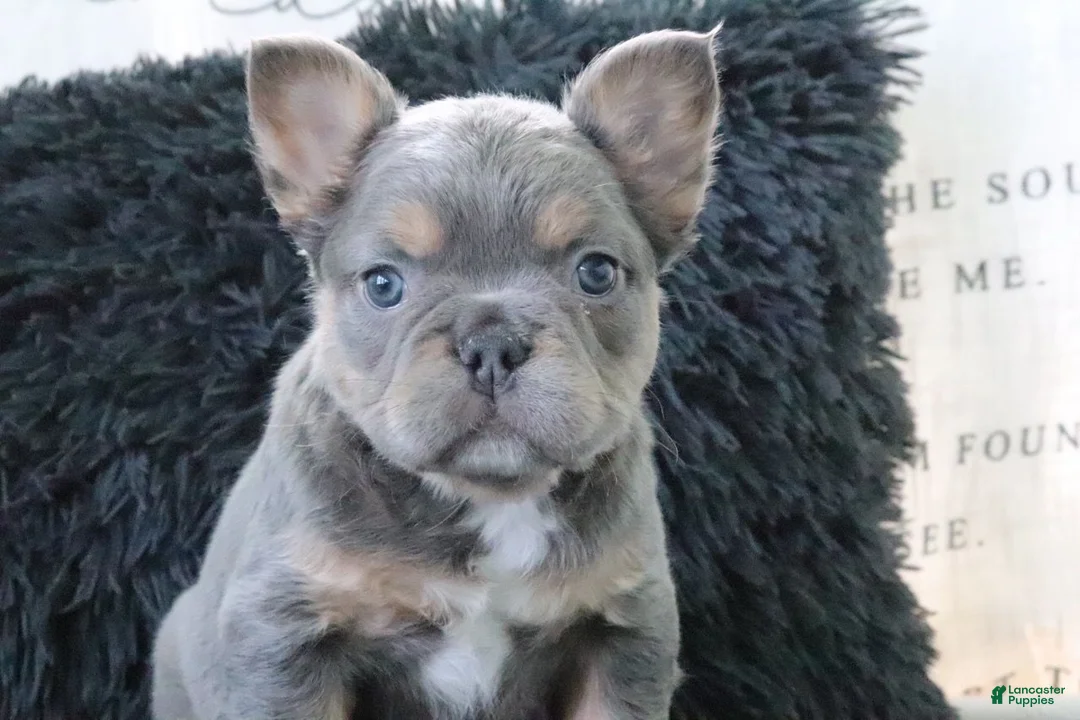 French Bulldog dogs for sale: Jasmine - Ad 2