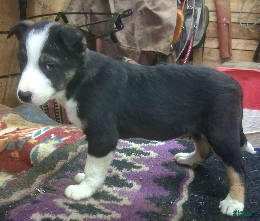 Border Collie dogs for sale: Border Collie Puppy 4 - Ad 4