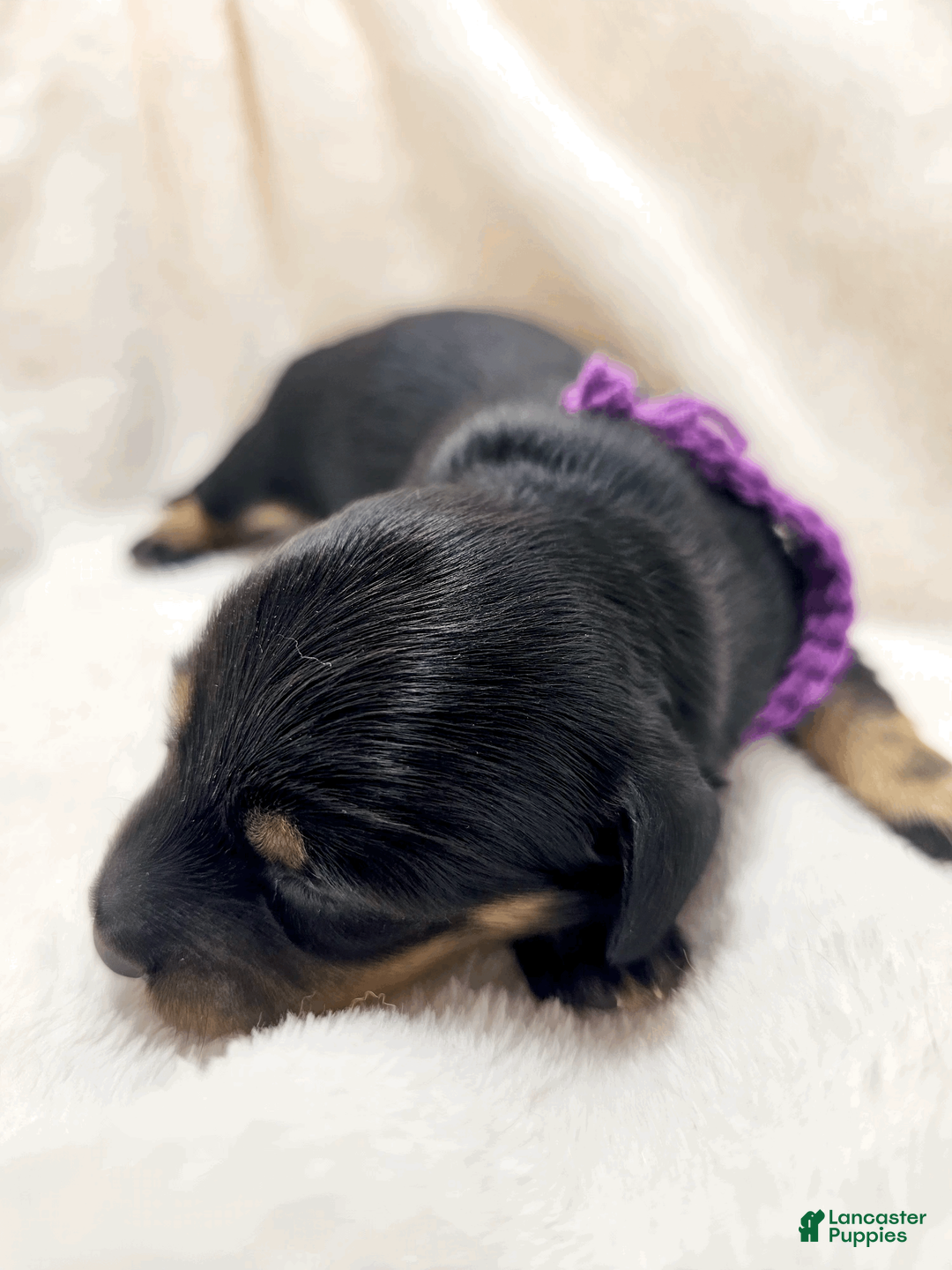 Miniature Dachshund dogs for sale: Shore - Ad 1