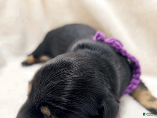 Miniature Dachshund dogs Shore - Ad 16