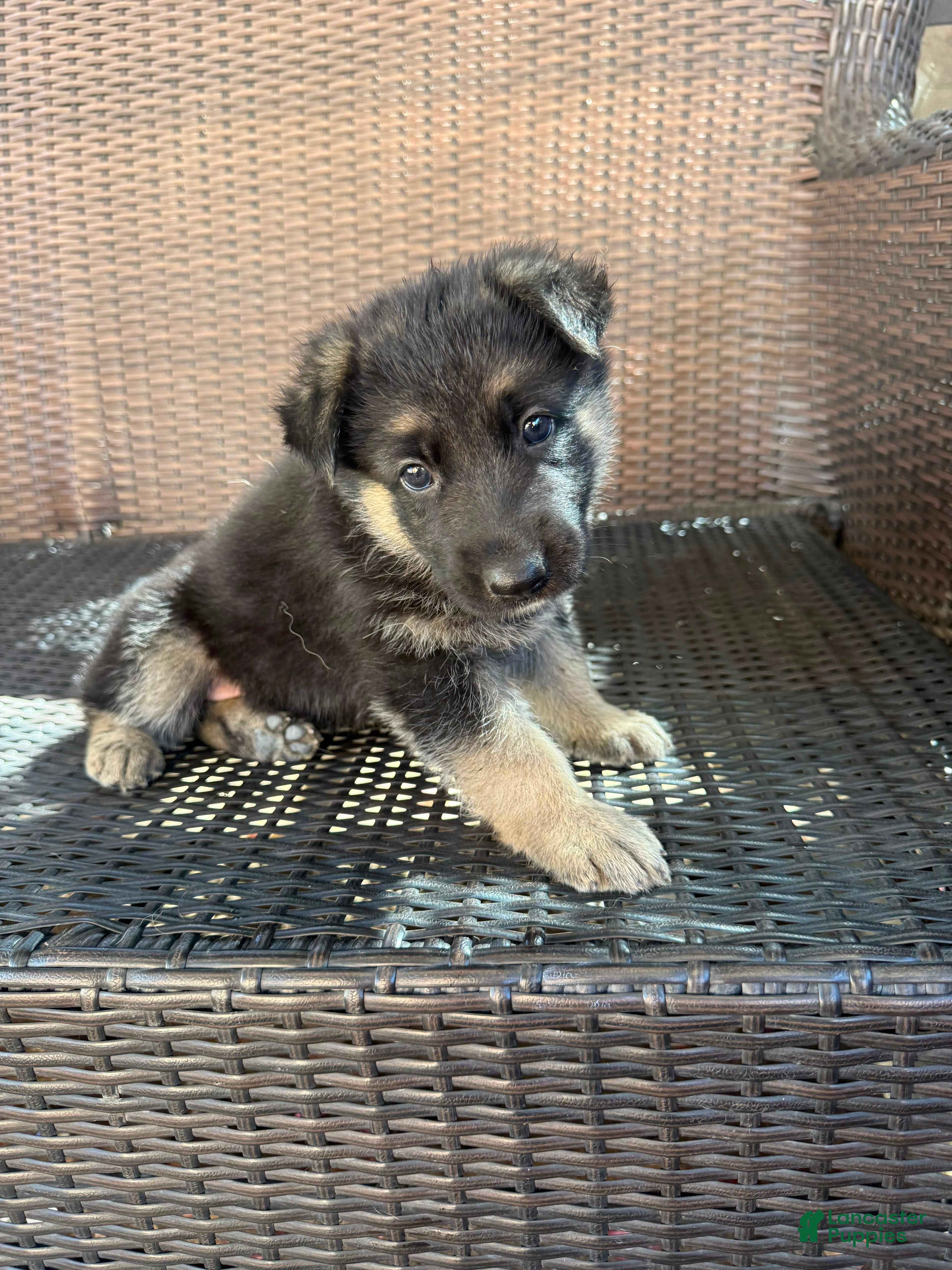 German Shepherd dogs German Shepherd 3 - Ad 41