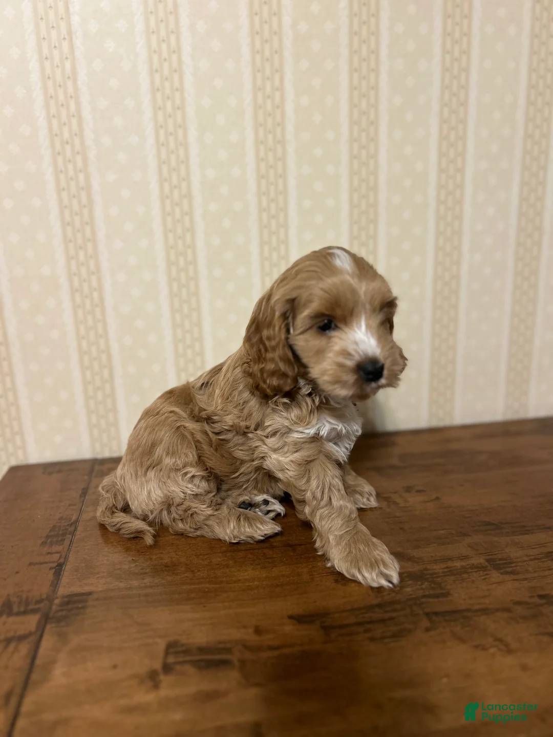 Cockapoo dogs for sale: Chip  - Ad 2