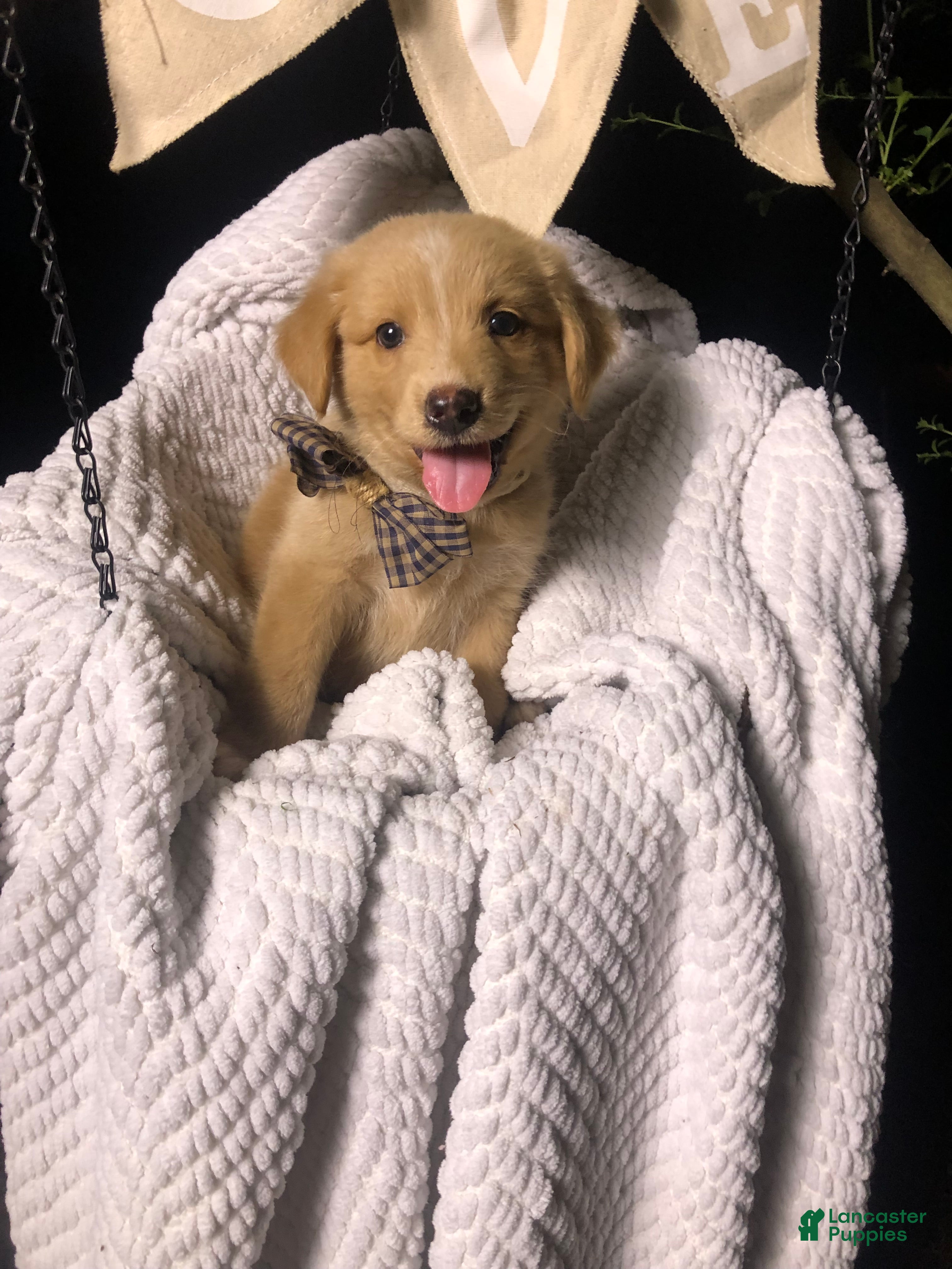 Australian Shepherd dogs Australian Shepherd 3 (Blondie)  - Ad 24