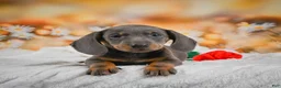 Miniature Dachshund dogs for sale: Dallas - Ad 14