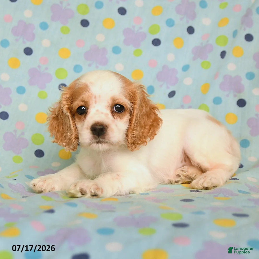 English Cocker Spaniel dogs for sale: Lariah - Ad 2