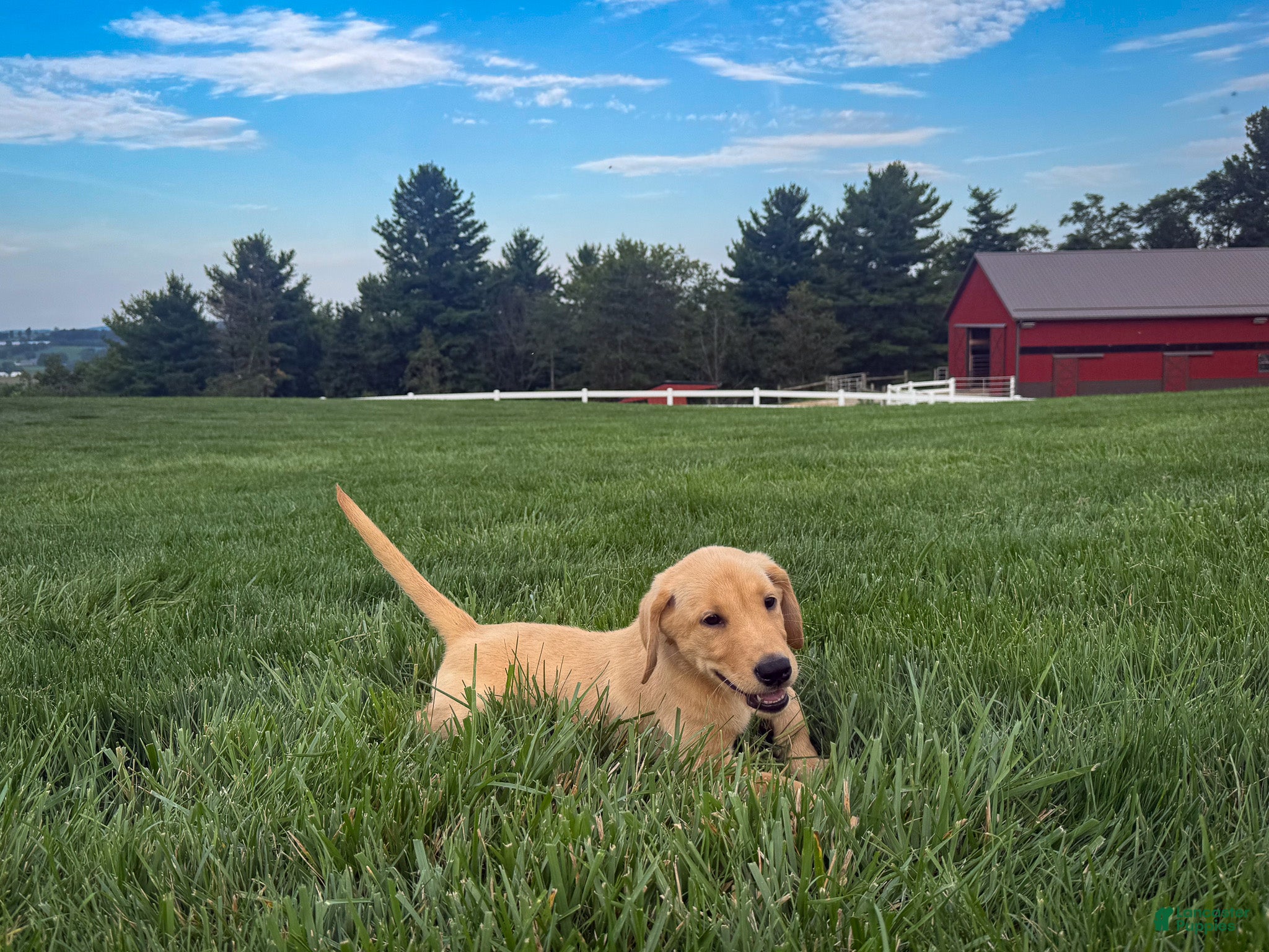 Labrador Retriever dogs Jake - Ad 2