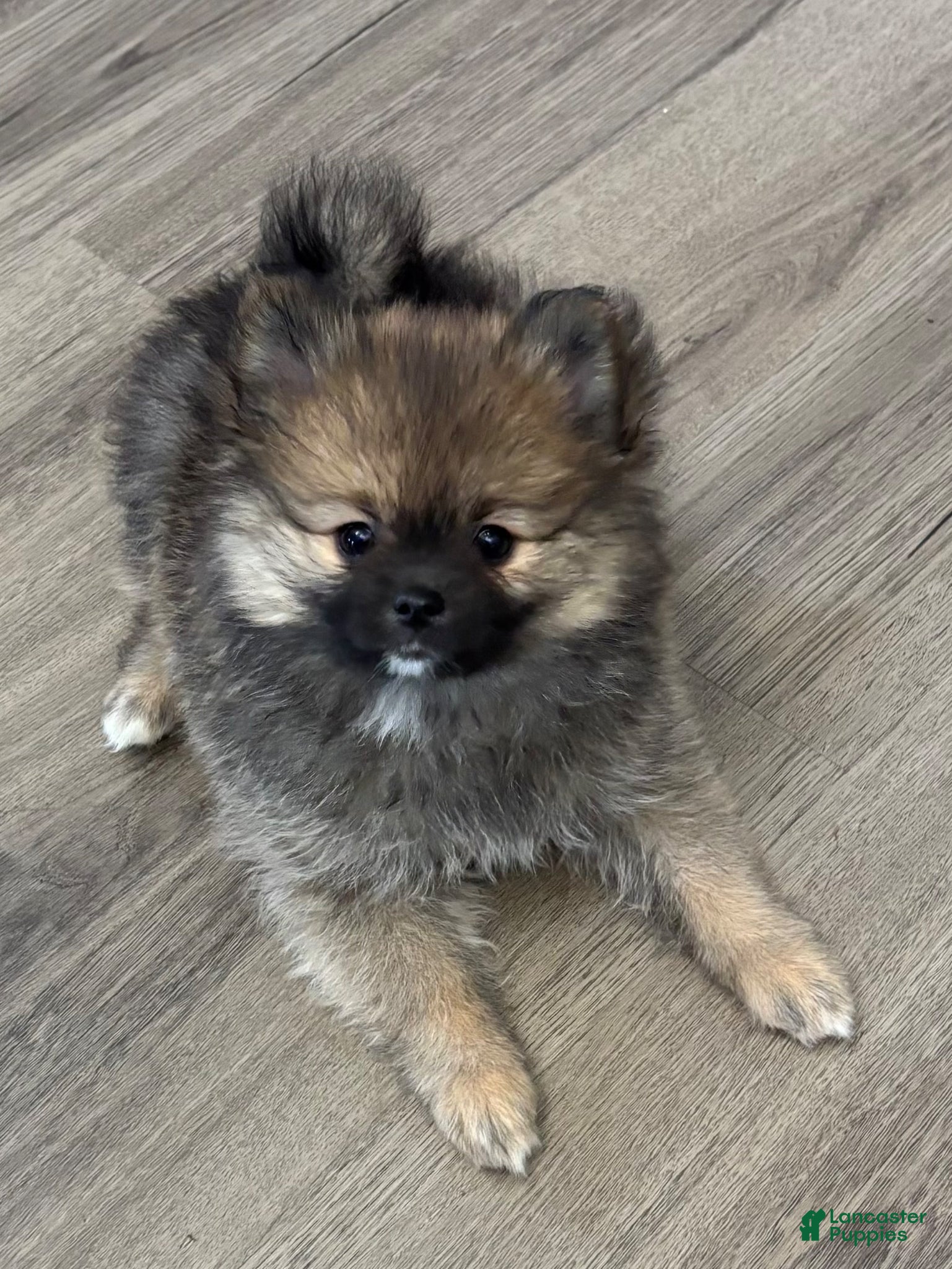 Pomeranian dogs Pomeranian Puppy 1 - Ad 17