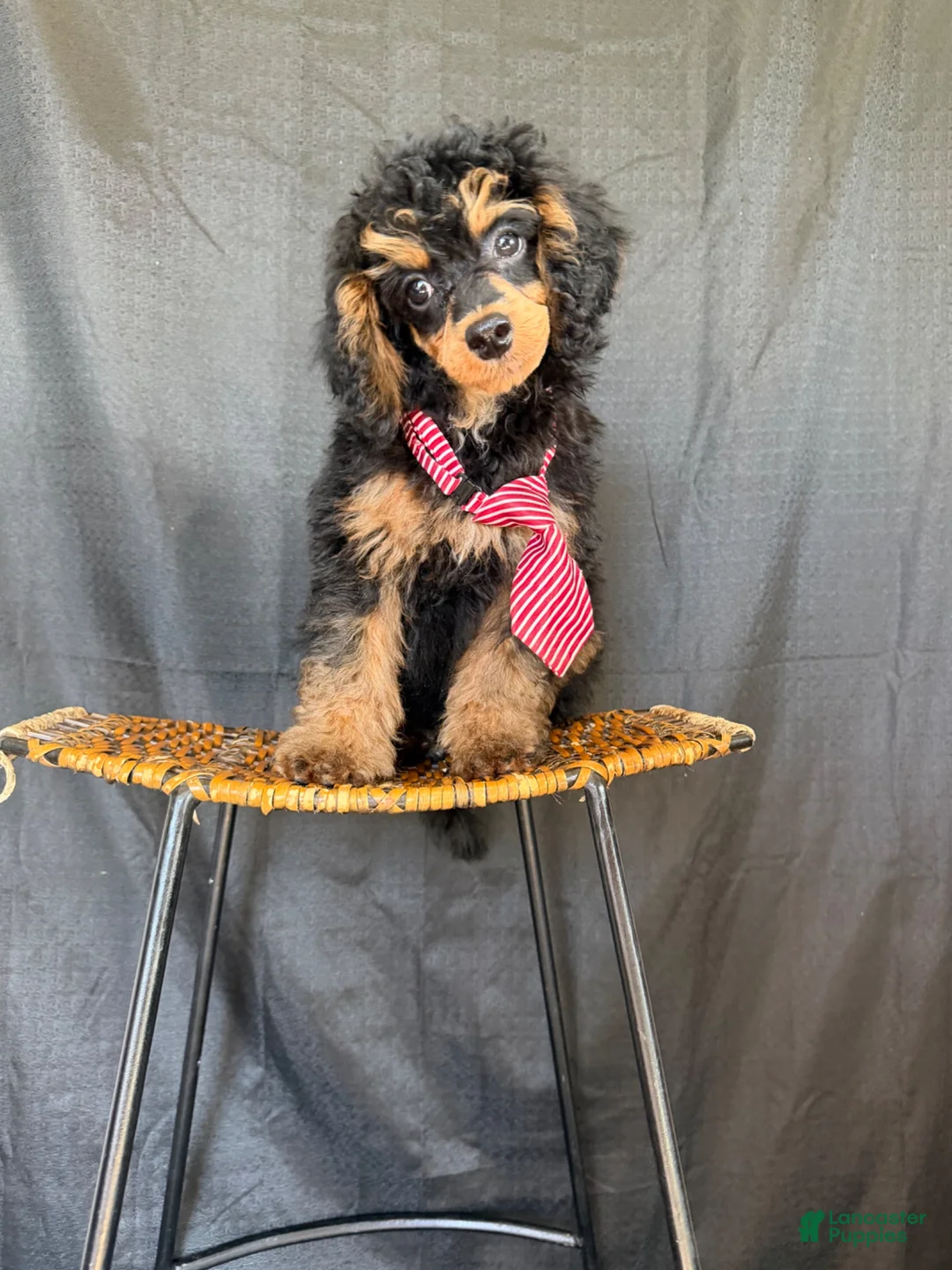 Miniature Poodle dogs for sale: Akc 🧬 Tested Clear Mini poodle Boy - Ad 2