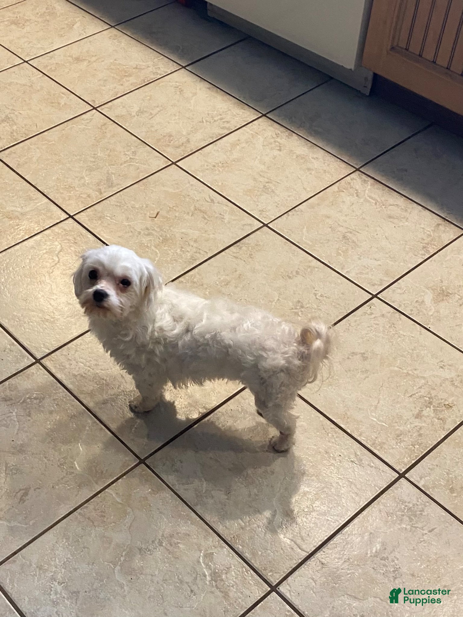 Morkie dogs for sale: Tiny male  - Ad 5