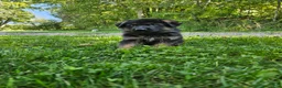German Shepherd dogs for sale: Cooper  - Ad 7