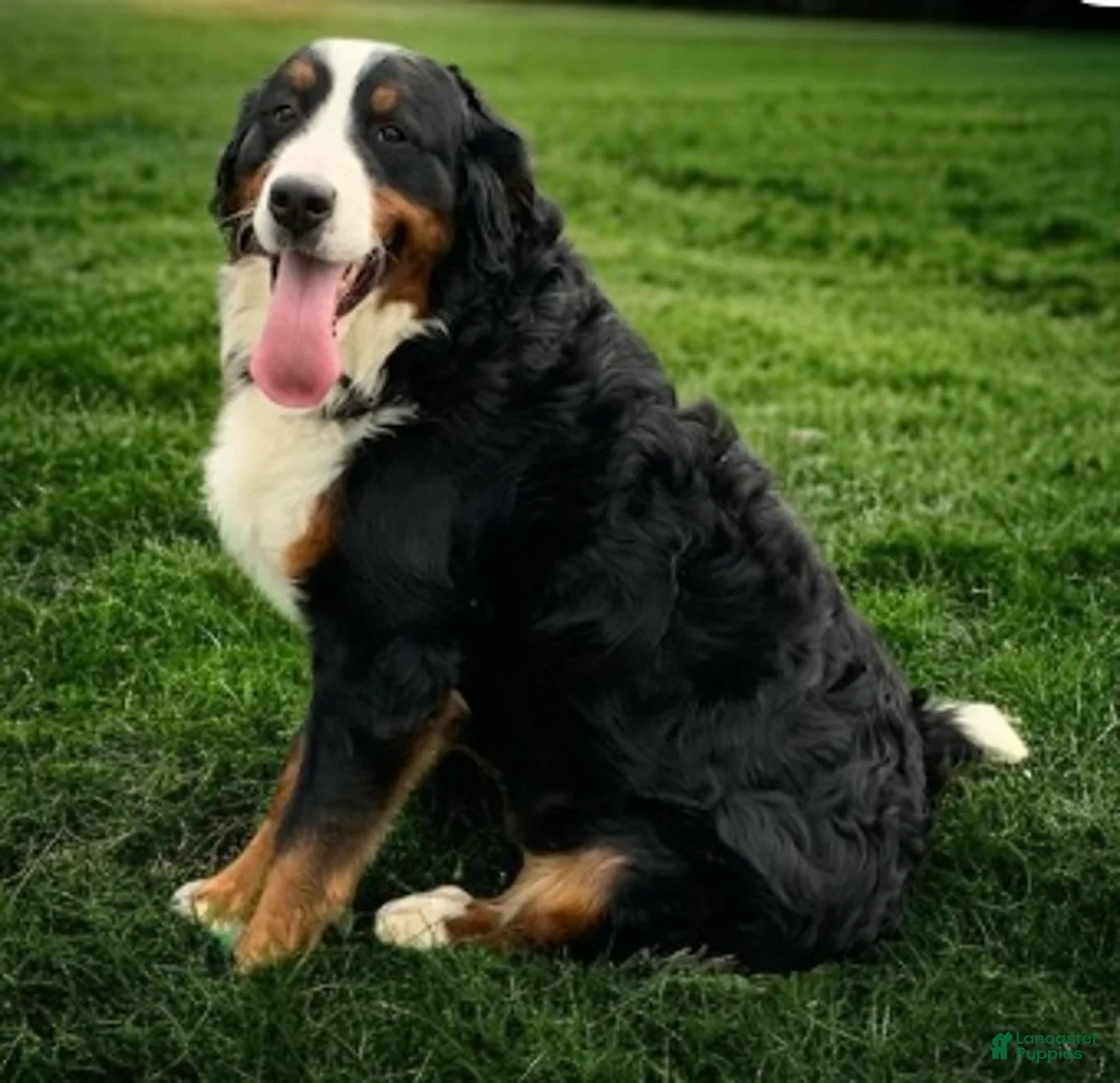 Bernedoodle dogs for sale: Aria - Ad 4