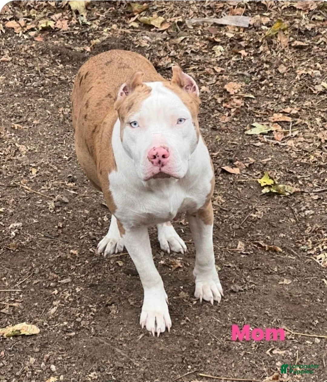 American Bully dogs for sale: Odyssey - Ad 4