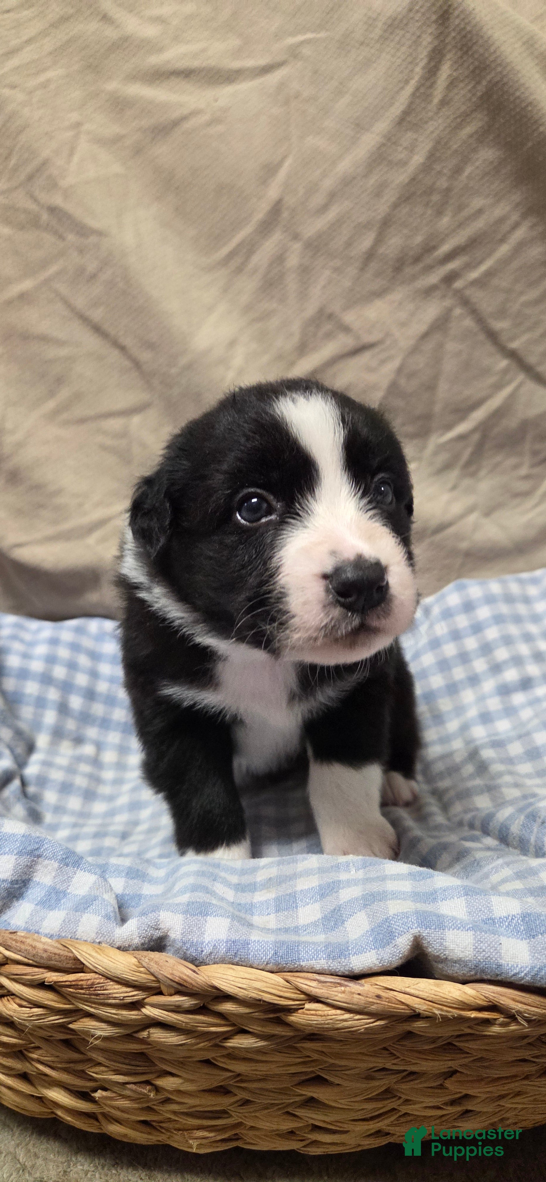 Australian Shepherd dogs Wilbur  - Ad 42