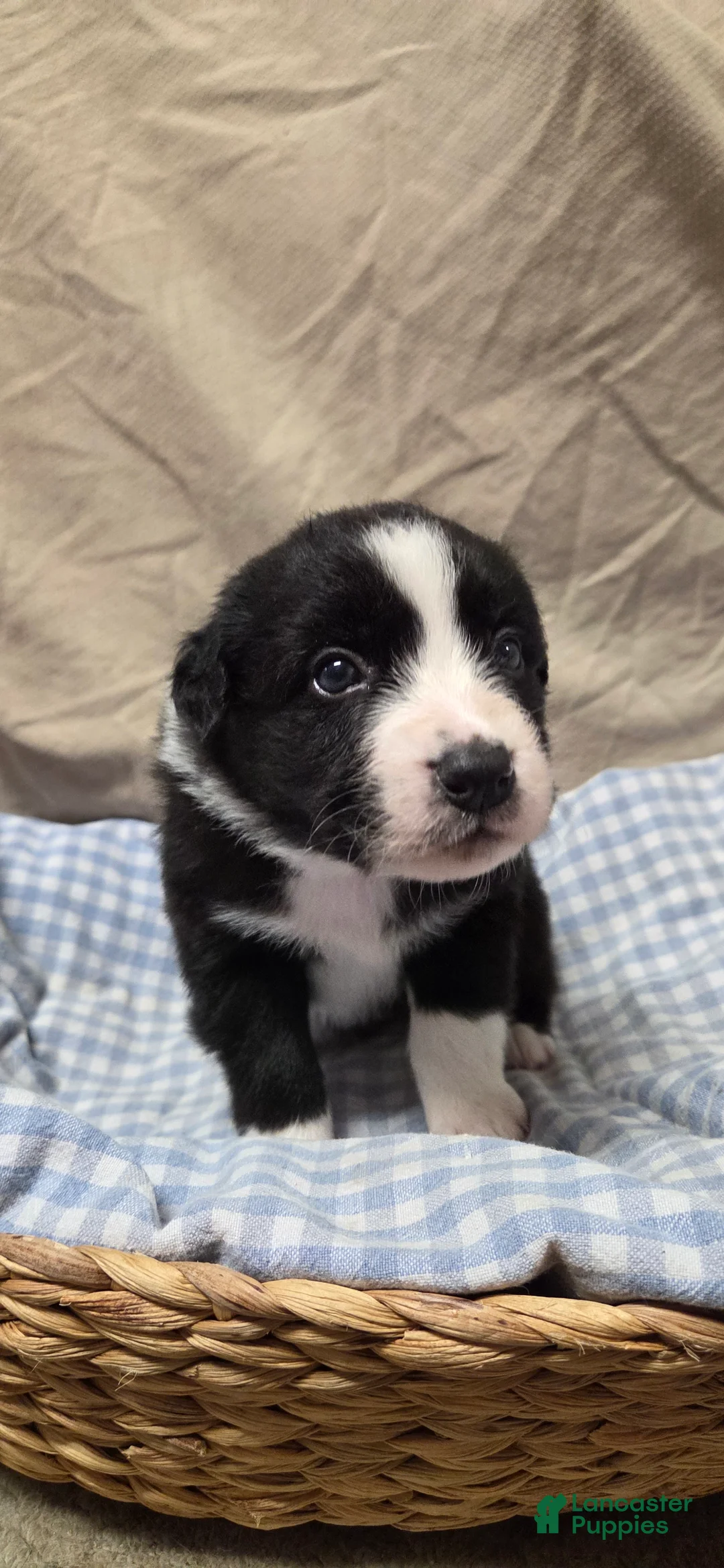 Australian Shepherd dogs for sale: Wilbur  - Ad 1