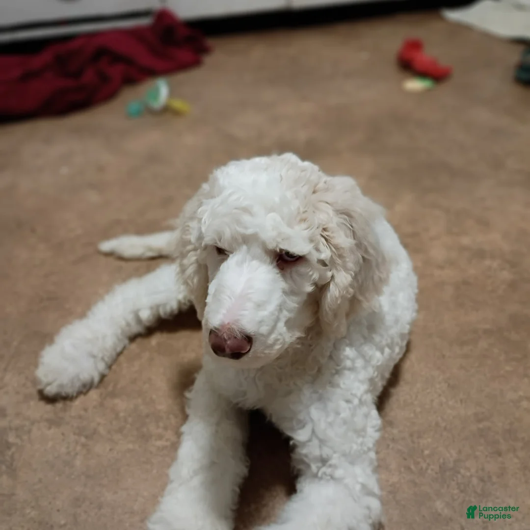Standard Poodle dogs for sale: Patches - Ad 2