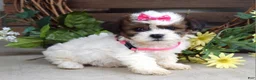 Teddy Bear dogs for sale: Daisy - Ad 3