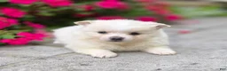 Pomeranian dogs for sale: Slater - Ad 3