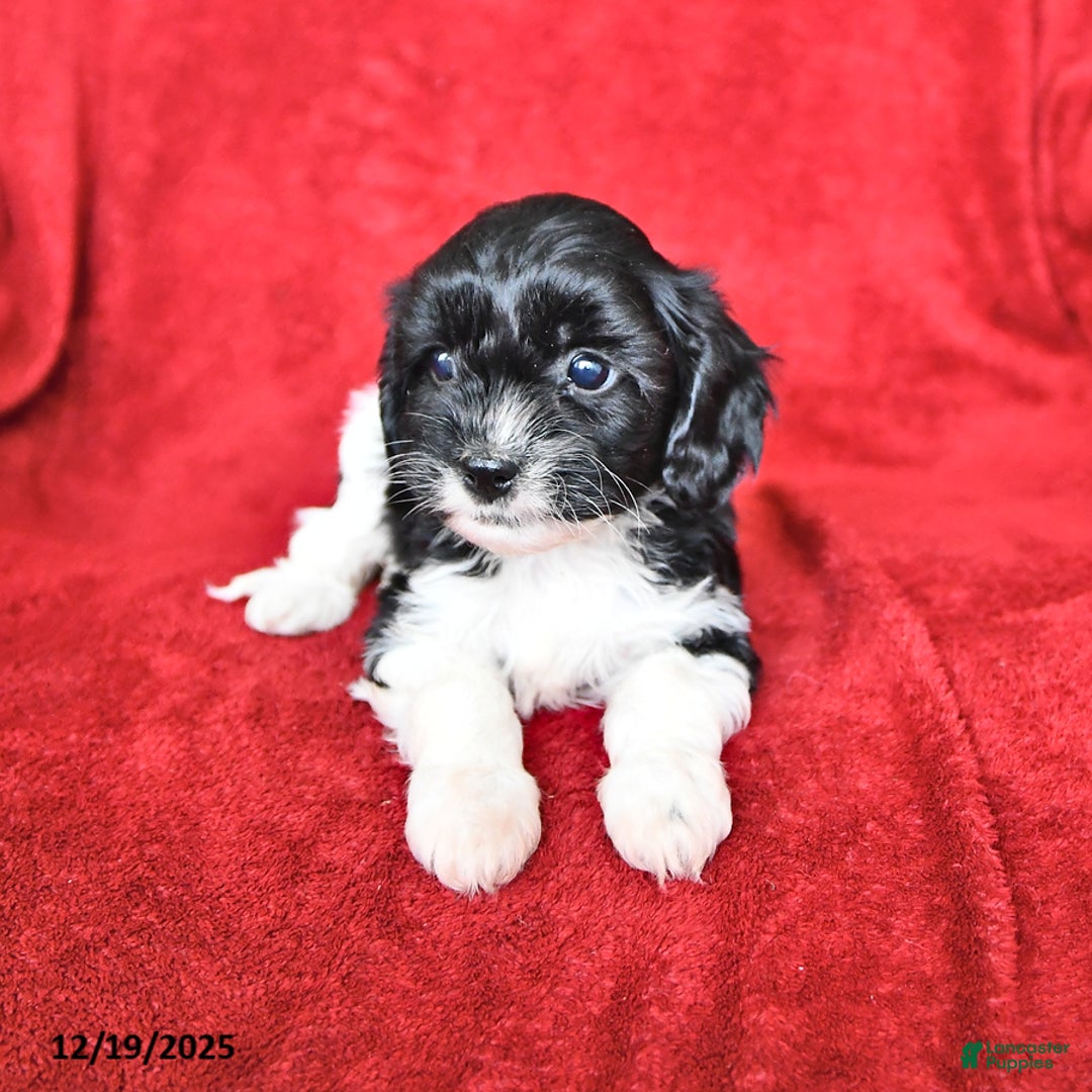 Cavapoo dogs for sale: Alexia - Ad 4